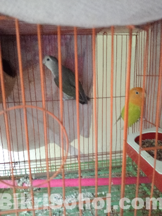 লাভ বার্ড রানিং